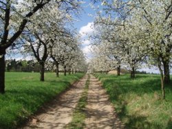 Nová alej u Jeseníku může vzniknout pouze s Vaší pomocí!