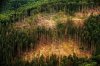 Ranní klub v červnu s tématem Budoucnost lesů na Jesenicku